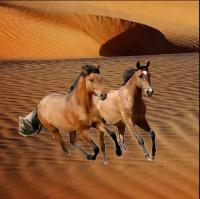 ������ ������� ALFaris